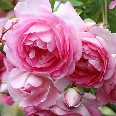 Саженцы роз ЖАСМИНА плетистая  Саженцы роз ЖАСМИНА плетистая в Вологде