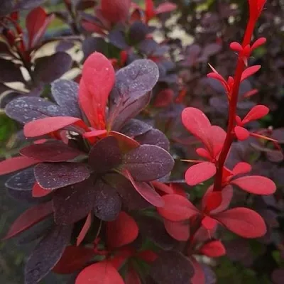 Барбарис РЕД ПИЛЛАР тунберга  Барбарис РЕД ПИЛЛАР тунберга в Вологде