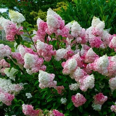 Гортензия  Гортензия в Вологде