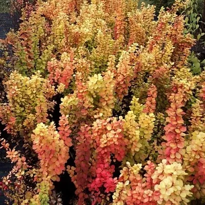 Барбарис САММЕР САНСЕТ тунберга  Барбарис САММЕР САНСЕТ тунберга в Вологде