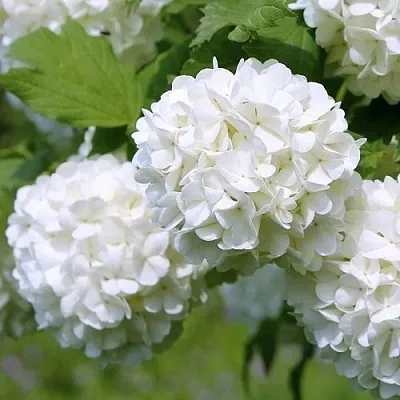 Калина декоративная  Калина декоративная в Вологде