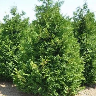 Туя ВАКСЕН западная  Туя ВАКСЕН западная в Вологде