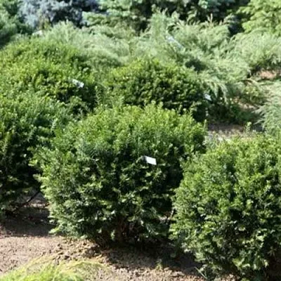 Тис НАНА остроконечный   Тис НАНА остроконечный  в Вологде