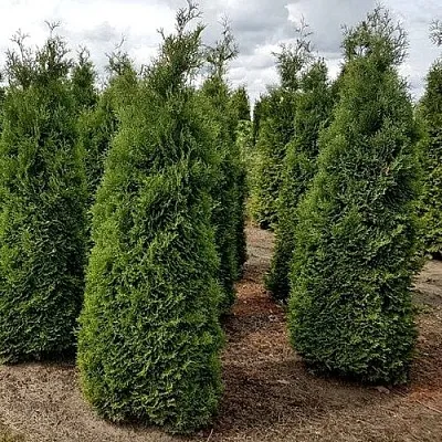 Туя ХОЛМСТРУП западная в Вологде