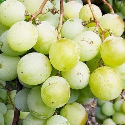 Виноград КЕША МУСКАТ  Виноград КЕША МУСКАТ в Вологде