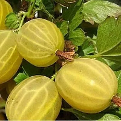 Крыжовник ЯРОВОЙ  Крыжовник ЯРОВОЙ в Вологде