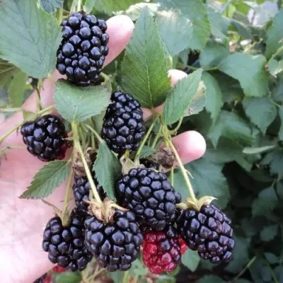 Ежевика ОУАЧИТА бесшипная — описание сорта Ежевика ОУАЧИТА бесшипная в Вологде