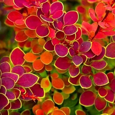 Барбарис ОРАНЖ САНРАЙЗ тунберга  Барбарис ОРАНЖ САНРАЙЗ тунберга в Вологде