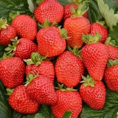 Клубника САН АНДРЕАС ремонтантная  Клубника САН АНДРЕАС ремонтантная в Вологде