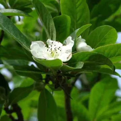 МУШМУЛА  — описание сорта МУШМУЛА  в Вологде