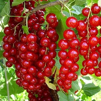 Смородина красная ЙОНКЕР ВАН ТЕТС в Вологде