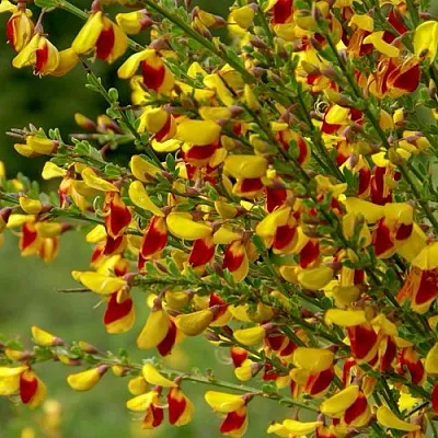 Ракитник  Ракитник в Вологде