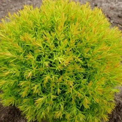 Туя АННИЕК западная  Туя АННИЕК западная в Вологде