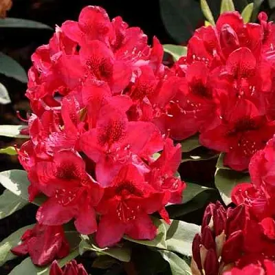 Рододендрон МАТАДОР  Рододендрон МАТАДОР в Вологде