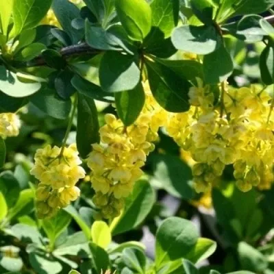 Барбарис ИНДИАН САММЕР   Барбарис ИНДИАН САММЕР  в Вологде