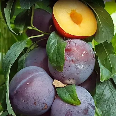 НЕКТАПРИУМ  НЕКТАПРИУМ в Вологде