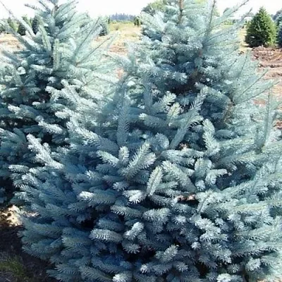 Ель ГЛАУКА колючая  Ель ГЛАУКА колючая в Вологде