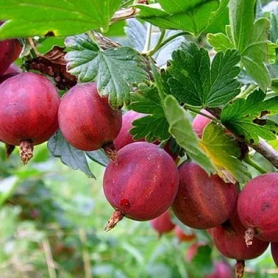 Крыжовник КРАСНОСЛАВЯНСКИЙ  Крыжовник КРАСНОСЛАВЯНСКИЙ в Вологде