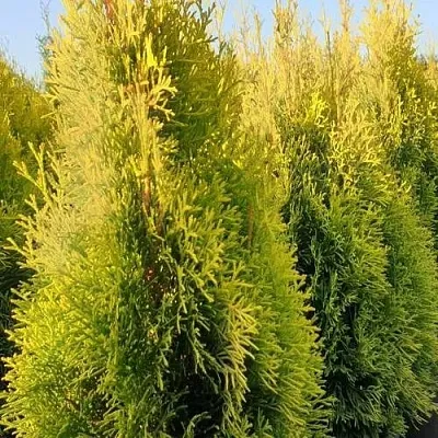 Туя ГОЛДЕН СМАРАГД западная в Вологде