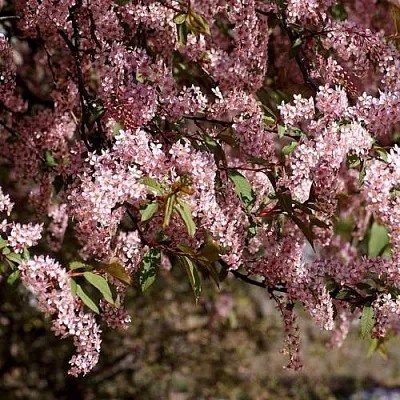Черемуха  Черемуха в Вологде