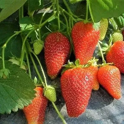 Клубника РОКСАНА  Клубника РОКСАНА в Вологде