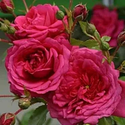 Саженцы роз ЛАГУНА плетистая  Саженцы роз ЛАГУНА плетистая в Вологде