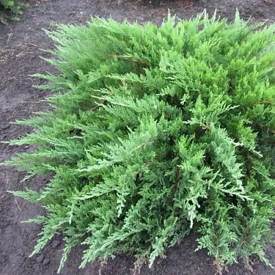 Можжевельник ТАМАРИСЦИФОЛИЯ казацкий  Можжевельник ТАМАРИСЦИФОЛИЯ казацкий в Вологде