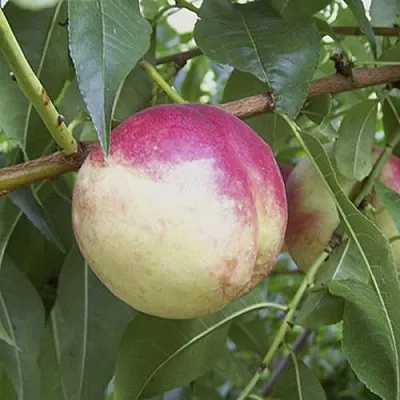 ПИЧЕРИН  ПИЧЕРИН в Вологде