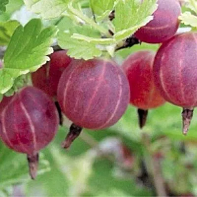 Крыжовник РАВОЛТ  Крыжовник РАВОЛТ в Вологде