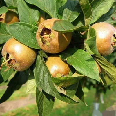 МУШМУЛА   МУШМУЛА  в Вологде