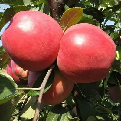 Яблоня ЗАСЛАВСКОЕ  Яблоня ЗАСЛАВСКОЕ в Вологде