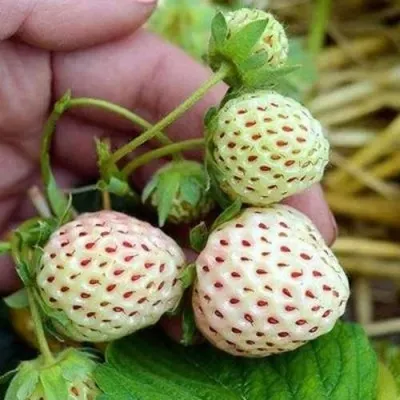 Клубника АНАНАСА ремонтантная в Вологде