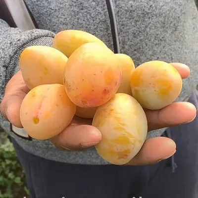 Слива ЯХОНТОВАЯ  Слива ЯХОНТОВАЯ в Вологде