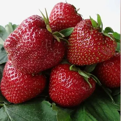 Клубника НАБИЛА  Клубника НАБИЛА в Вологде