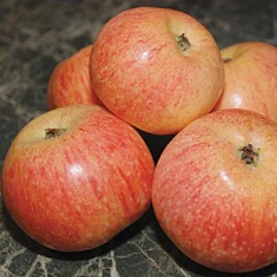 Яблоня КОНФЕТНОЕ  Яблоня КОНФЕТНОЕ в Вологде