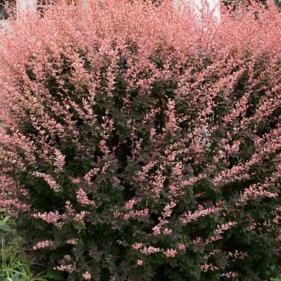 Барбарис РОУЗ ГЛОУ тунберга  Барбарис РОУЗ ГЛОУ тунберга в Вологде