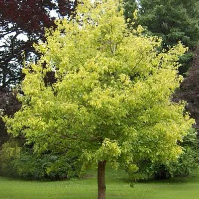 Клен ясенелистный  Клен ясенелистный в Вологде