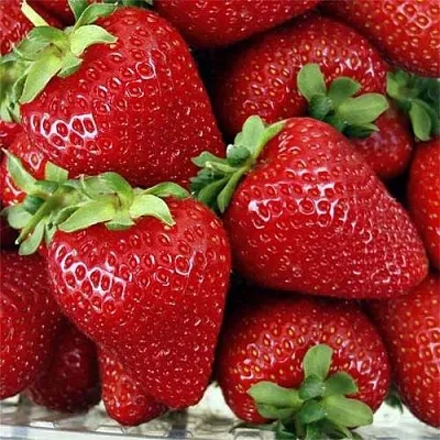 Клубника СКАЛА  Клубника СКАЛА в Вологде