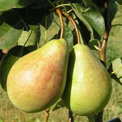 Груша ДУХМЯНАЯ в Вологде