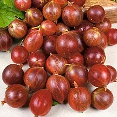 Крыжовник ОЛАВИ (ХИННОНМАЕН ПУНАЙНЕН)  Крыжовник ОЛАВИ (ХИННОНМАЕН ПУНАЙНЕН) в Вологде