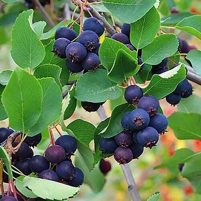 Ирга THIESSEN  Ирга THIESSEN в Вологде