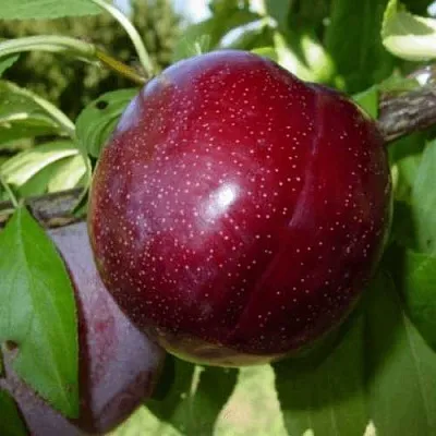 ШАРАФУГА  ШАРАФУГА в Вологде