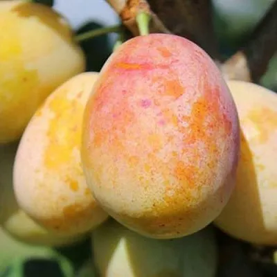 АПРИМИРА  АПРИМИРА в Вологде