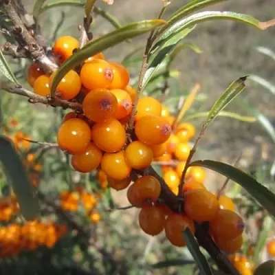 Облепиха СУДАРУШКА в Вологде