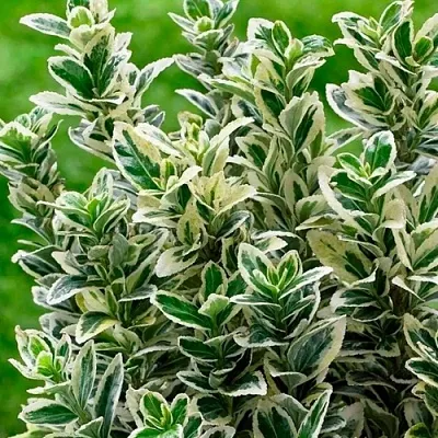 Бересклет  Бересклет в Вологде