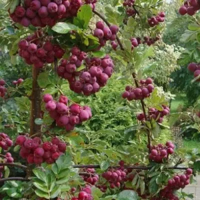 Рябина ДЕСЕРТНАЯ МИЧУРИНА сладкоплодная в Вологде