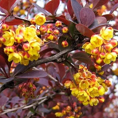 Барбарис СУПЕРБА оттавский   Барбарис СУПЕРБА оттавский  в Вологде