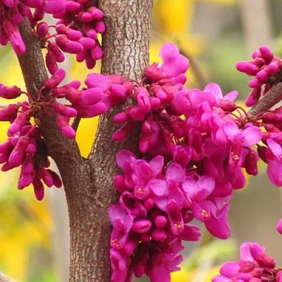 Церцис  Церцис в Вологде