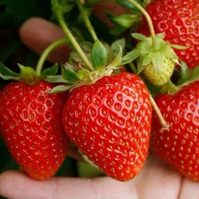 Клубника ПОРТОЛА ремонтантная  Клубника ПОРТОЛА ремонтантная в Вологде