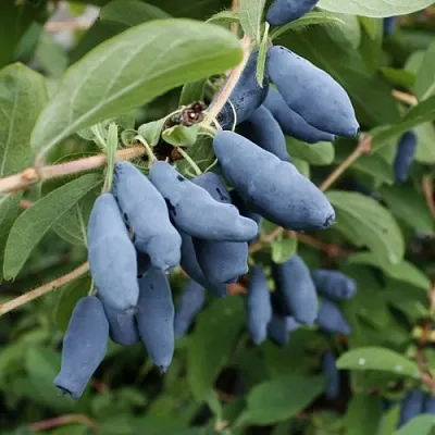 Жимолость съедобная ТОМИ японская в Вологде